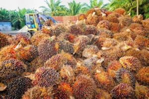 fruto aceite palma seguridad alimentaria
