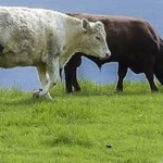 vacas seguridad alimentaria
