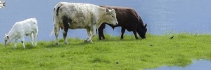 vacas seguridad alimentaria
