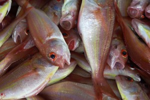 pescado seguridad alimentaria